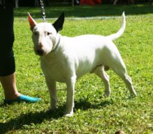 Cani pericolosi, Bull Terrier