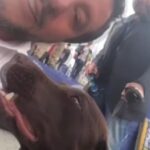 giornata internazionale del cane, Matteo Salvini si fa paladino dei cani