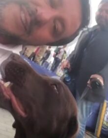 giornata internazionale del cane, Matteo Salvini si fa paladino dei cani