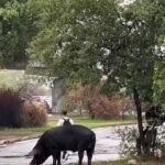 Maiale nero, Un maiale nella zona di Ponte Mammolo a Roma