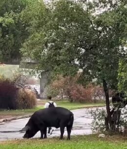 Maiale nero, Un maiale nella zona di Ponte Mammolo a Roma