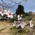 Mandorlo in fiore, Un mandorlo fiorito ad Agrigento