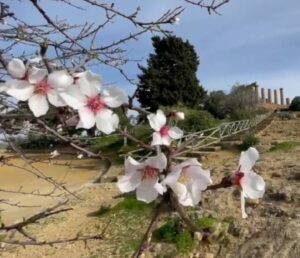 Mandorlo in fiore, Un mandorlo fiorito ad Agrigento